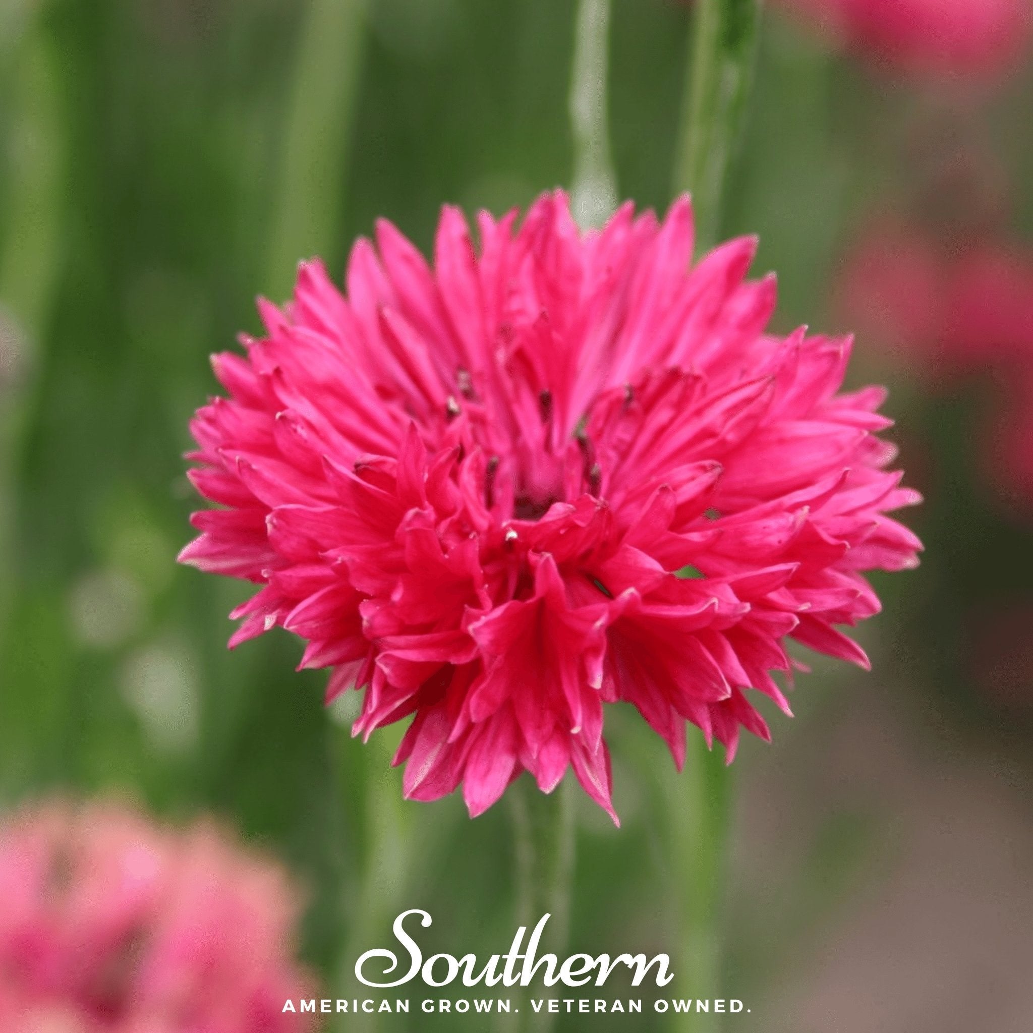 Cornflower, Tall Red (Centaurea Cyanus) - 50 Seeds | Seed Therapy – Heirloom Garden Seeds