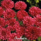 Cornflower, Tall Red (Centaurea Cyanus) - 50 Seeds | Seed Therapy – Heirloom Garden Seeds