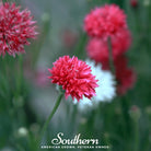 Cornflower, Tall Red (Centaurea Cyanus) - 50 Seeds | Seed Therapy – Heirloom Garden Seeds