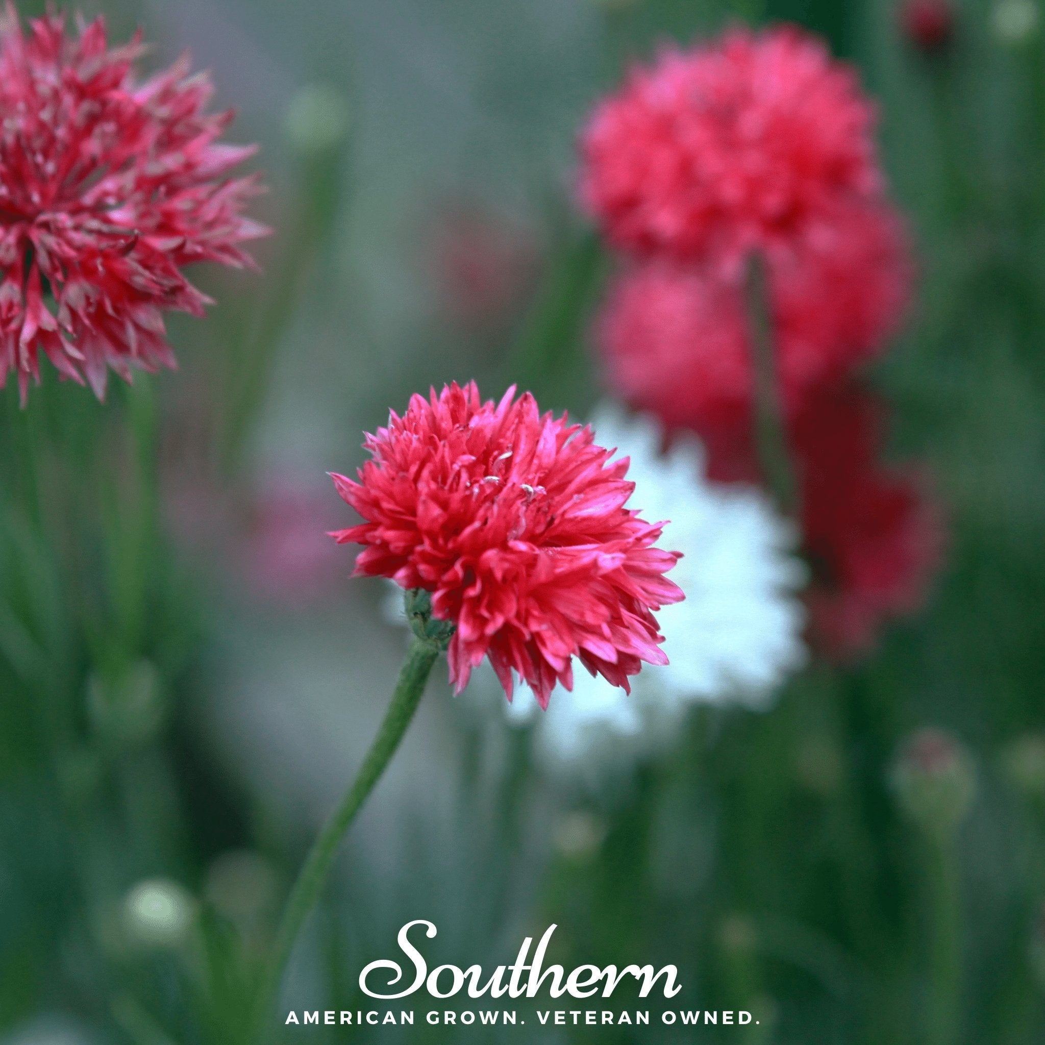 Cornflower, Tall Red (Centaurea Cyanus) - 50 Seeds | Seed Therapy – Heirloom Garden Seeds