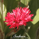 Cornflower, Tall Red (Centaurea Cyanus) - 50 Seeds | Seed Therapy – Heirloom Garden Seeds