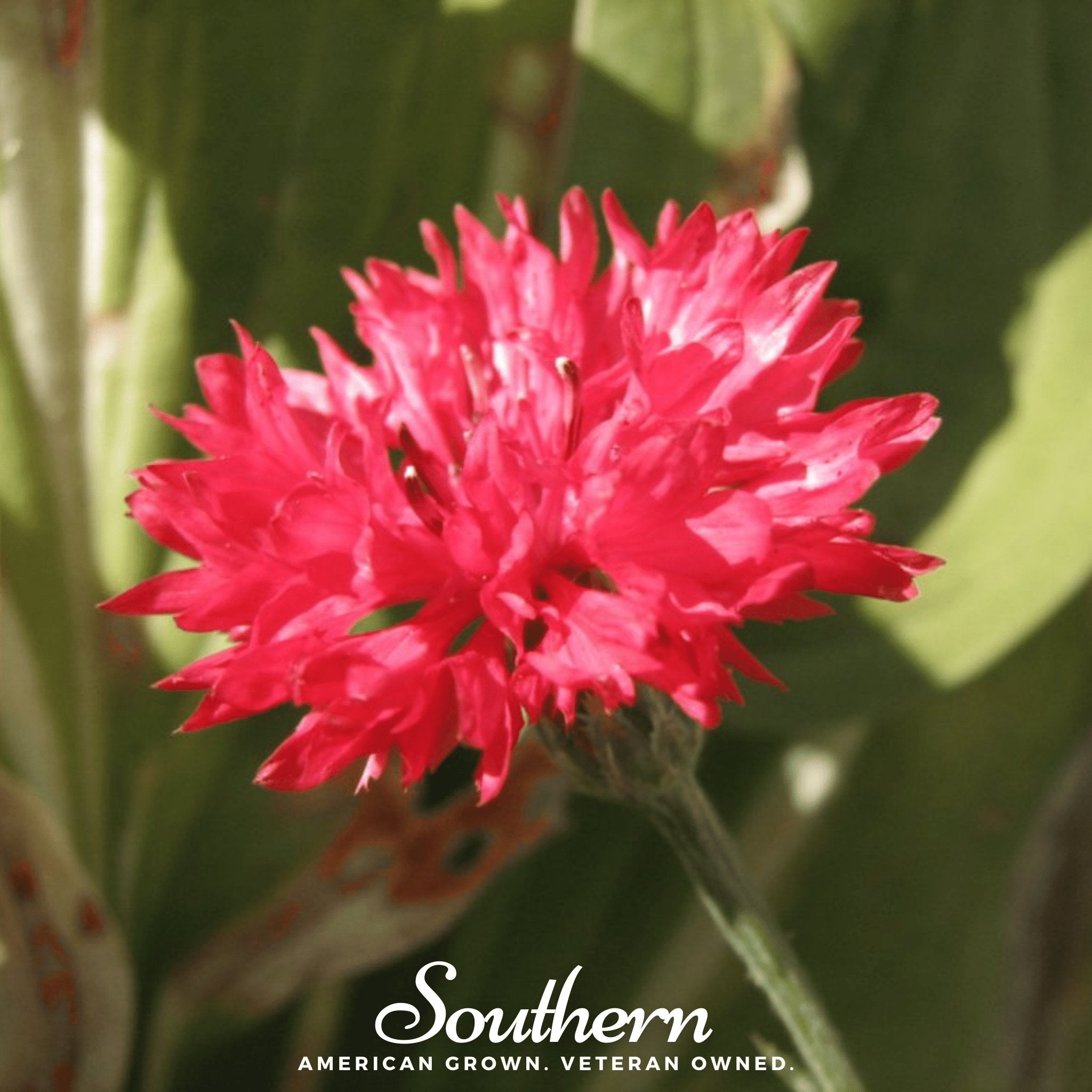 Cornflower, Tall Red (Centaurea Cyanus) - 50 Seeds | Seed Therapy – Heirloom Garden Seeds