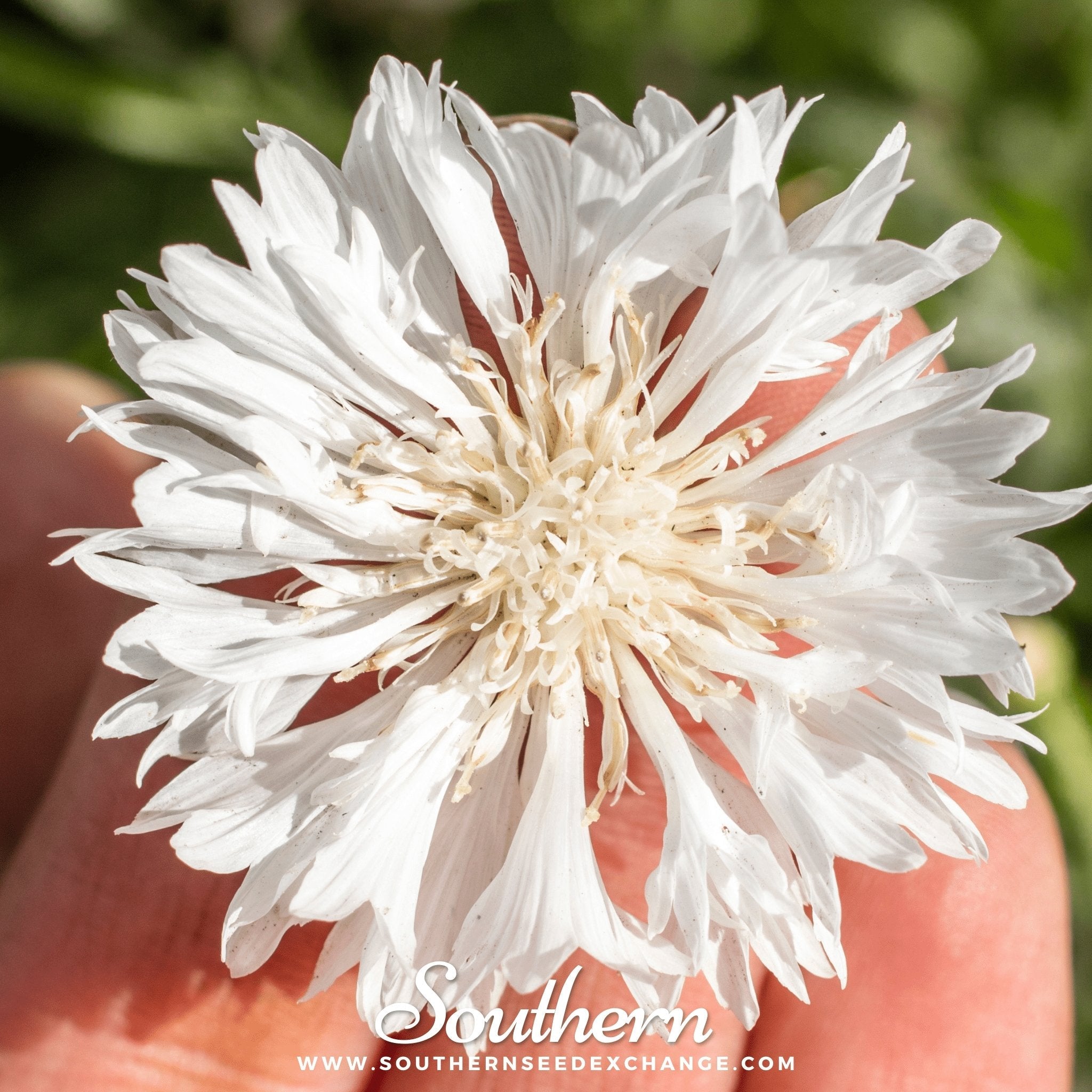Cornflower, Tall White (Centaurea Cyanus) - 100 Seeds | Seed Therapy – Heirloom Garden Seeds