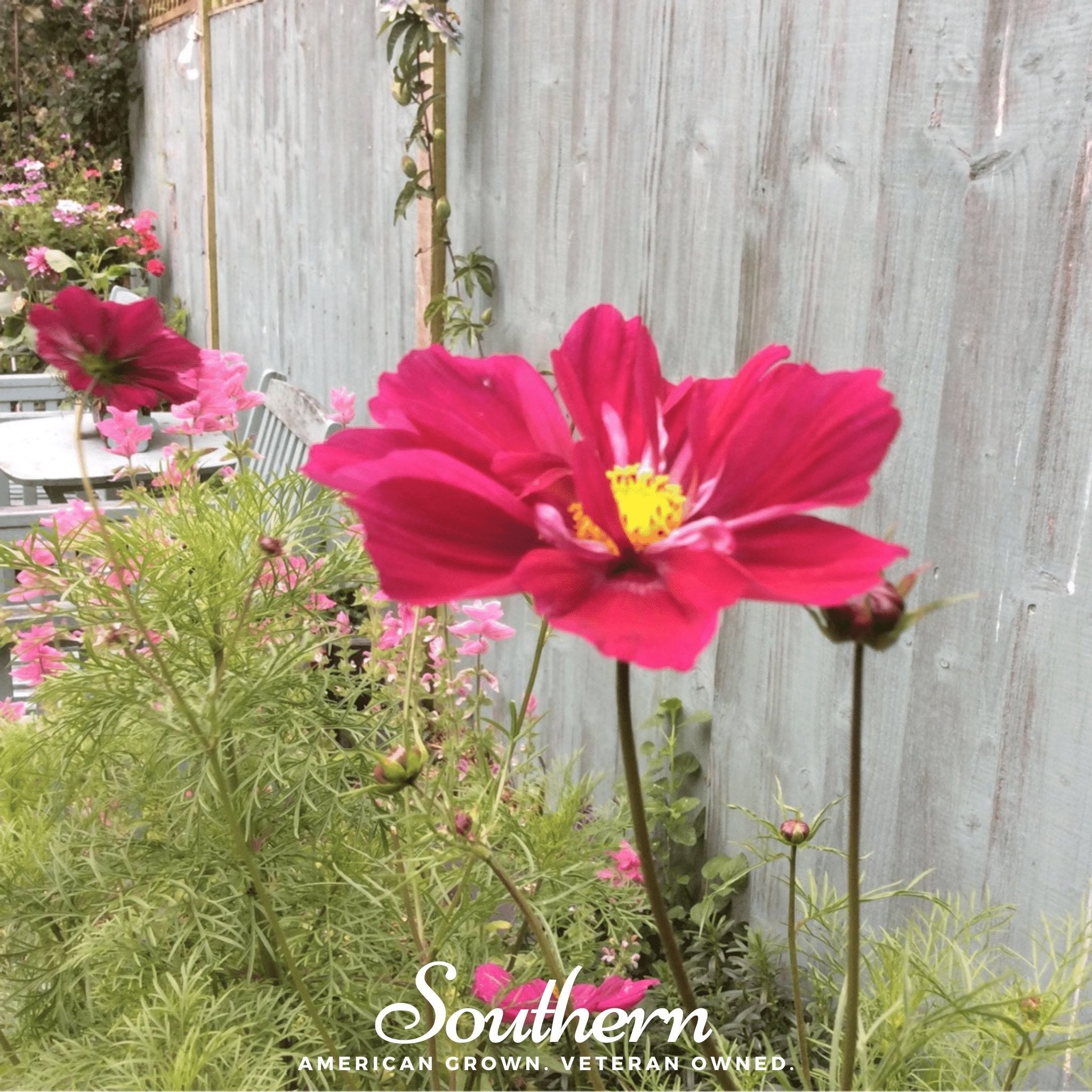 Cosmos, Dazzler (Cosmos bipinnatus) - 100 Seeds - Seed Therapy