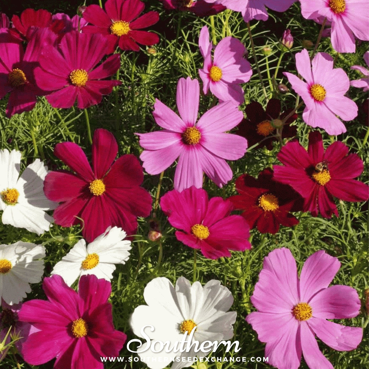 Cosmos Seeds & More – Heirloom Varieties | Seed Therapy – Southern Seeds