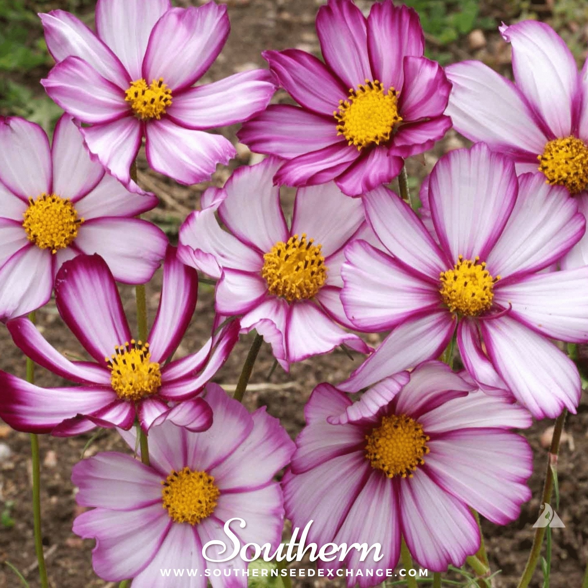 Cosmos, Picotee (Cosmos Bipinnatus Sensation) - 100 Seeds - Seed