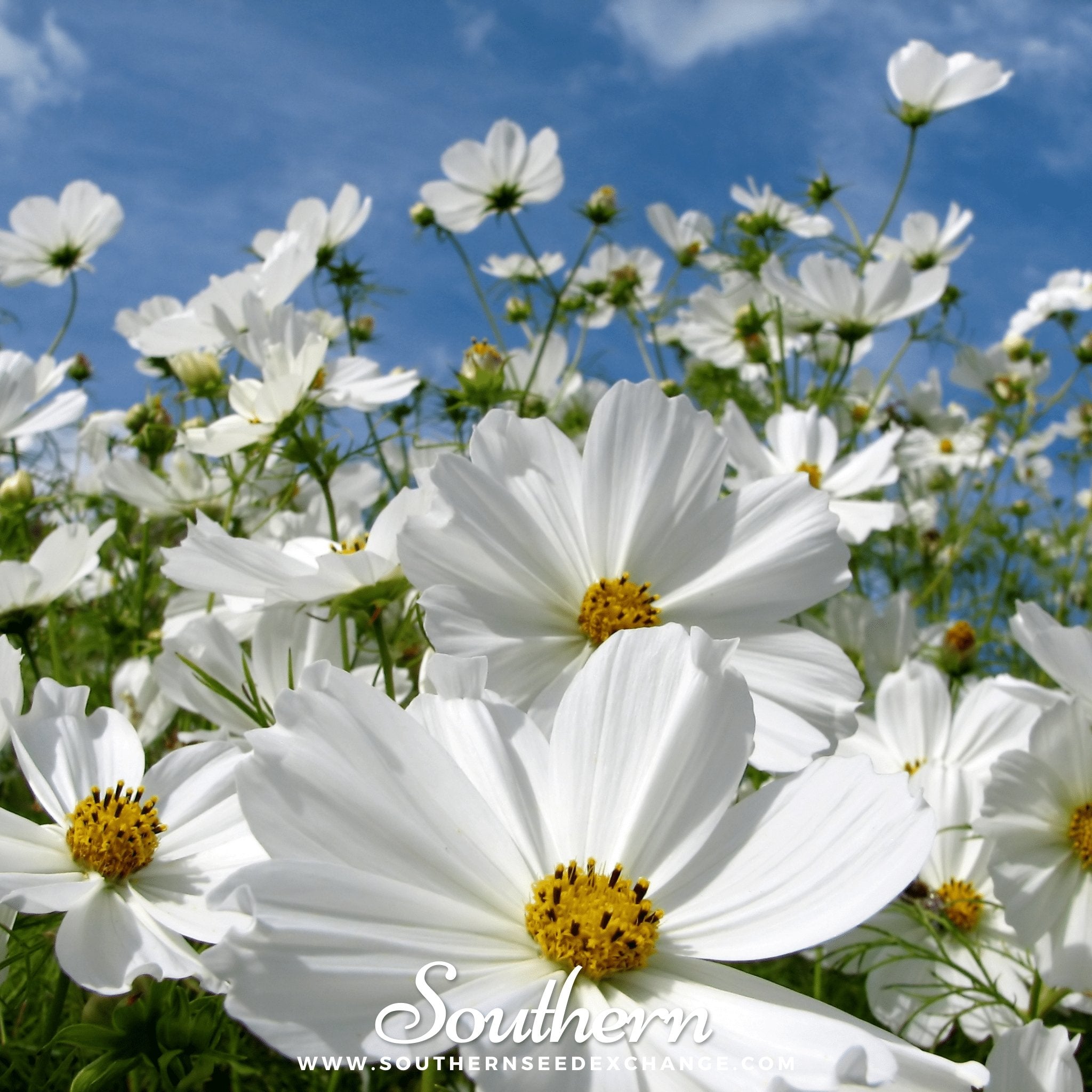 blue cosmos flower seeds Purity Cosmos – 100 Seeds