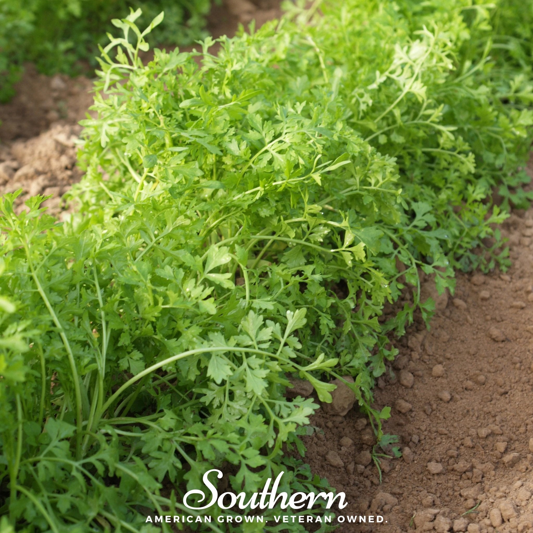 cress seeds plant Cress, Curled (Lepidium sativum) - 200 Seeds