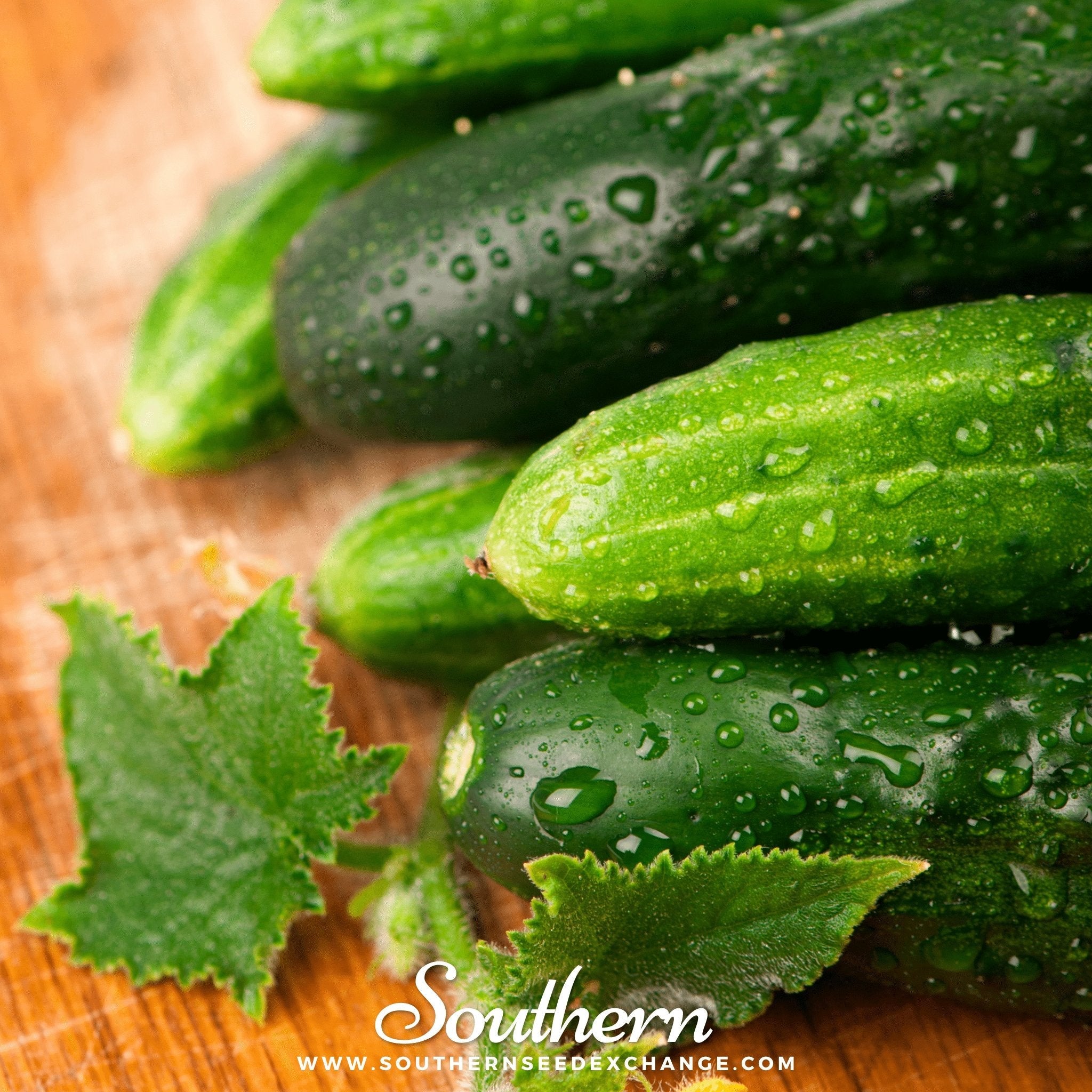 Cucumber, Marketmore 76 (Cucumis sativus) - 30 Seeds | Seed Therapy – Heirloom Garden Seeds