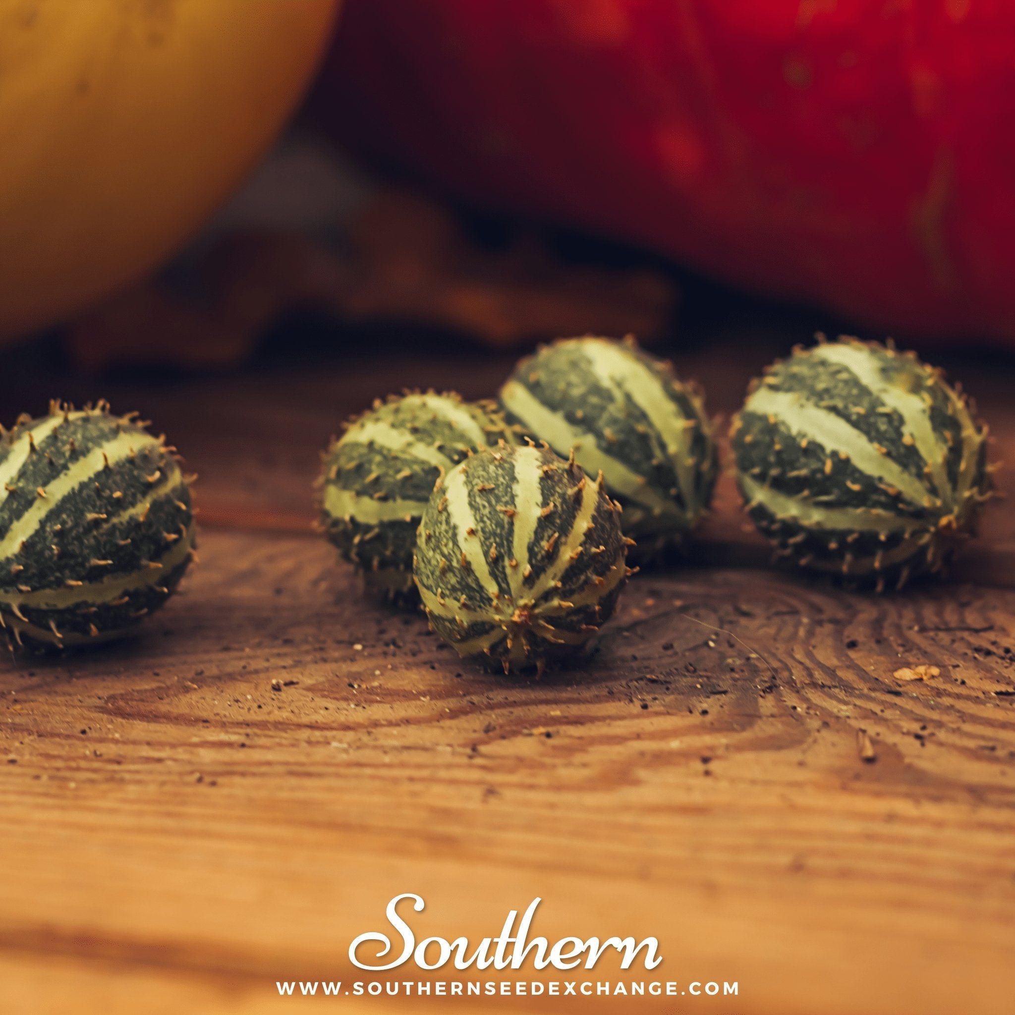 planting gherkin seeds West Indian Gherkin Cucumber – 30 Seeds