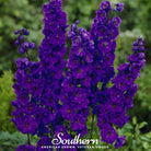 Delphinium, Black Knight (Dephinium x cultorum) - 25 Seeds | Seed Therapy – Heirloom Garden Seeds