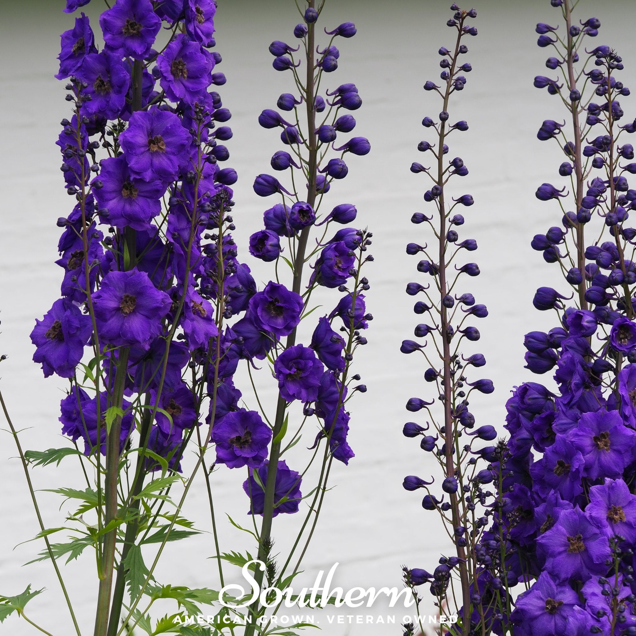 Delphinium, Black Knight (Dephinium x cultorum) - 25 Seeds | Seed Therapy – Heirloom Garden Seeds