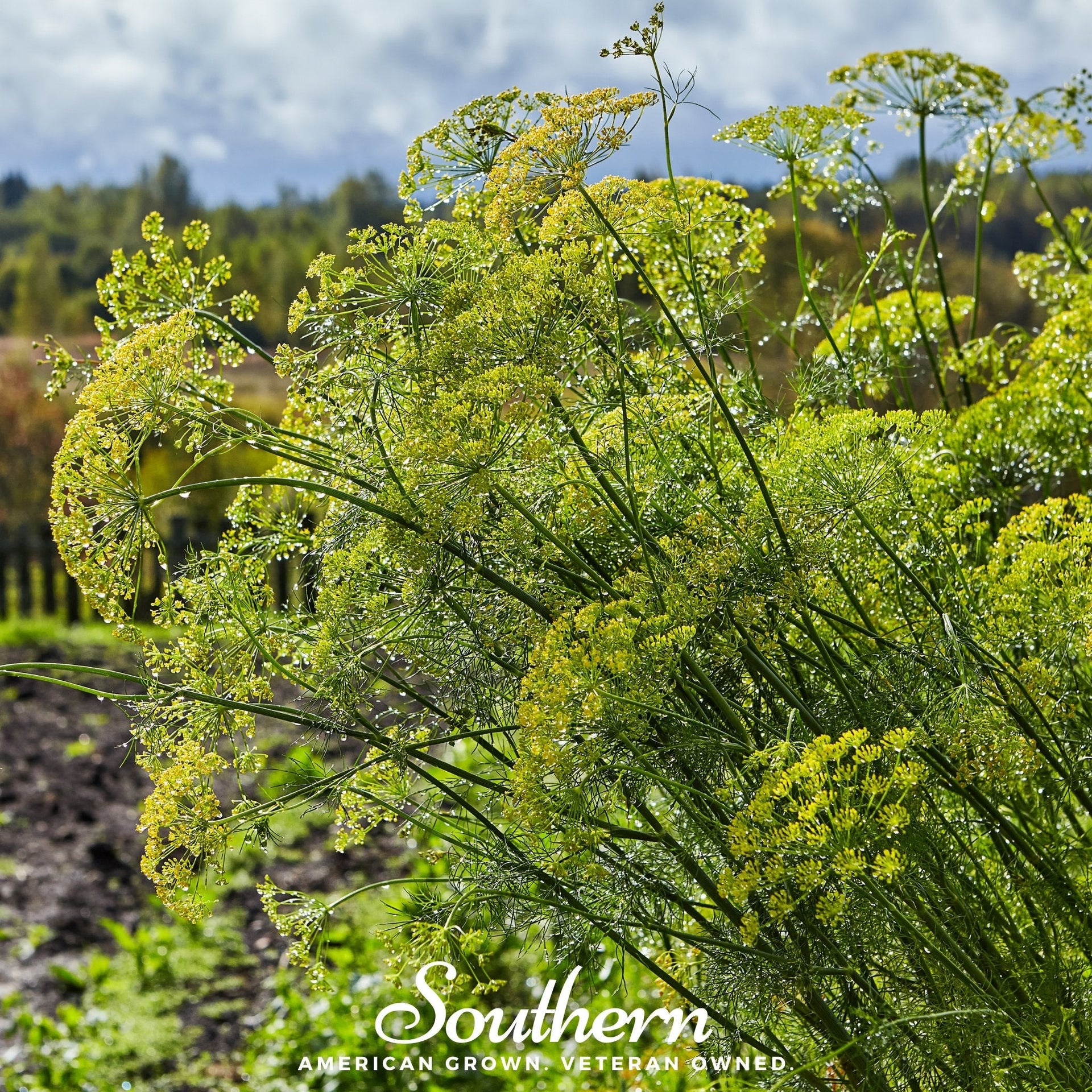 Dill, Mammoth Long Island (Anethum graveolens) - 100 Seeds