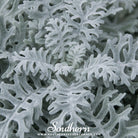 Dusty Miller Siverdust (Cineraria Maritima) - 200 Seeds | Seed Therapy – Heirloom Garden Seeds