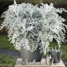 Dusty Miller Siverdust (Cineraria Maritima) - 200 Seeds | Seed Therapy – Heirloom Garden Seeds