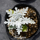 Dusty Miller Siverdust (Cineraria Maritima) - 200 Seeds | Seed Therapy – Heirloom Garden Seeds