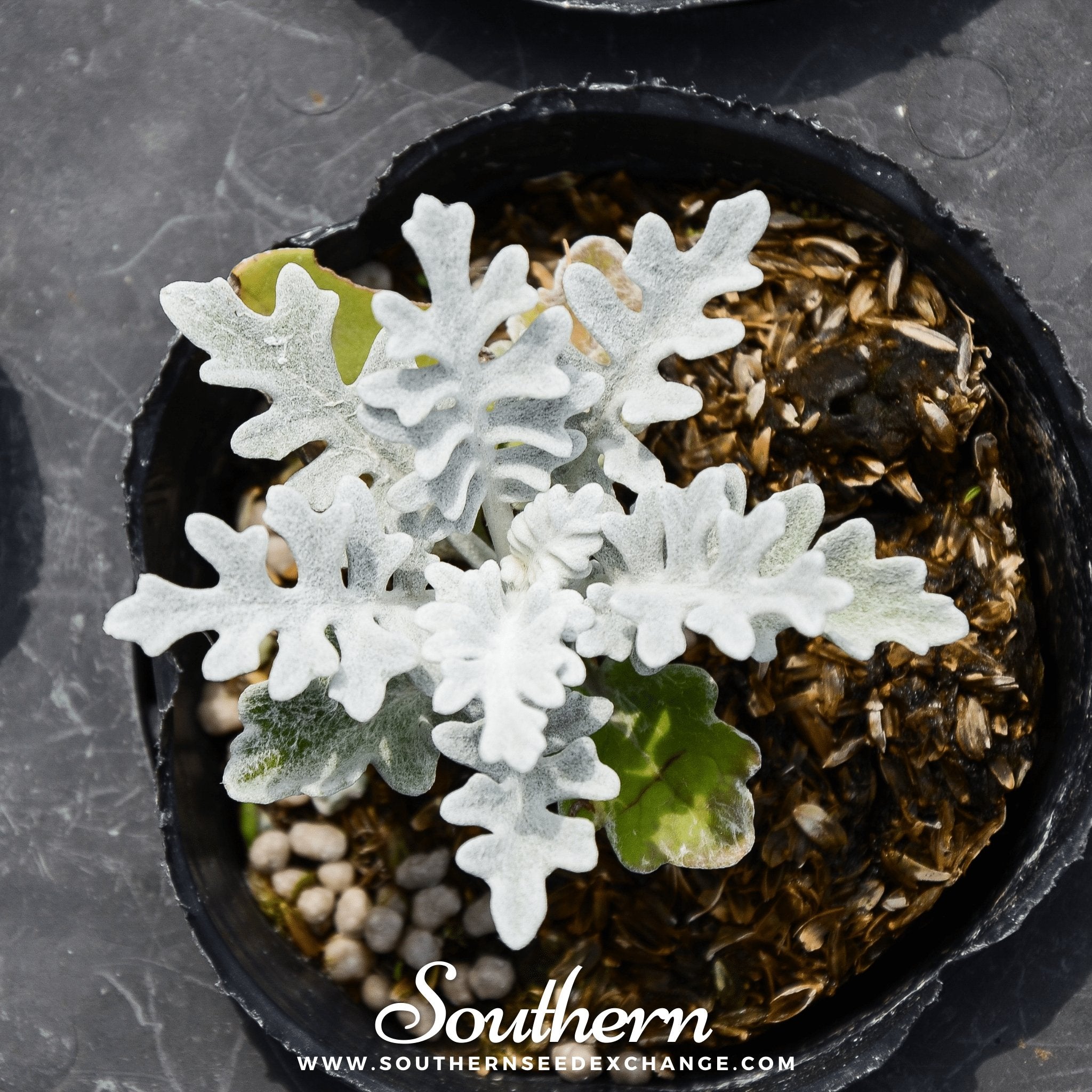 Dusty Miller Siverdust (Cineraria Maritima) - 200 Seeds | Seed Therapy – Heirloom Garden Seeds