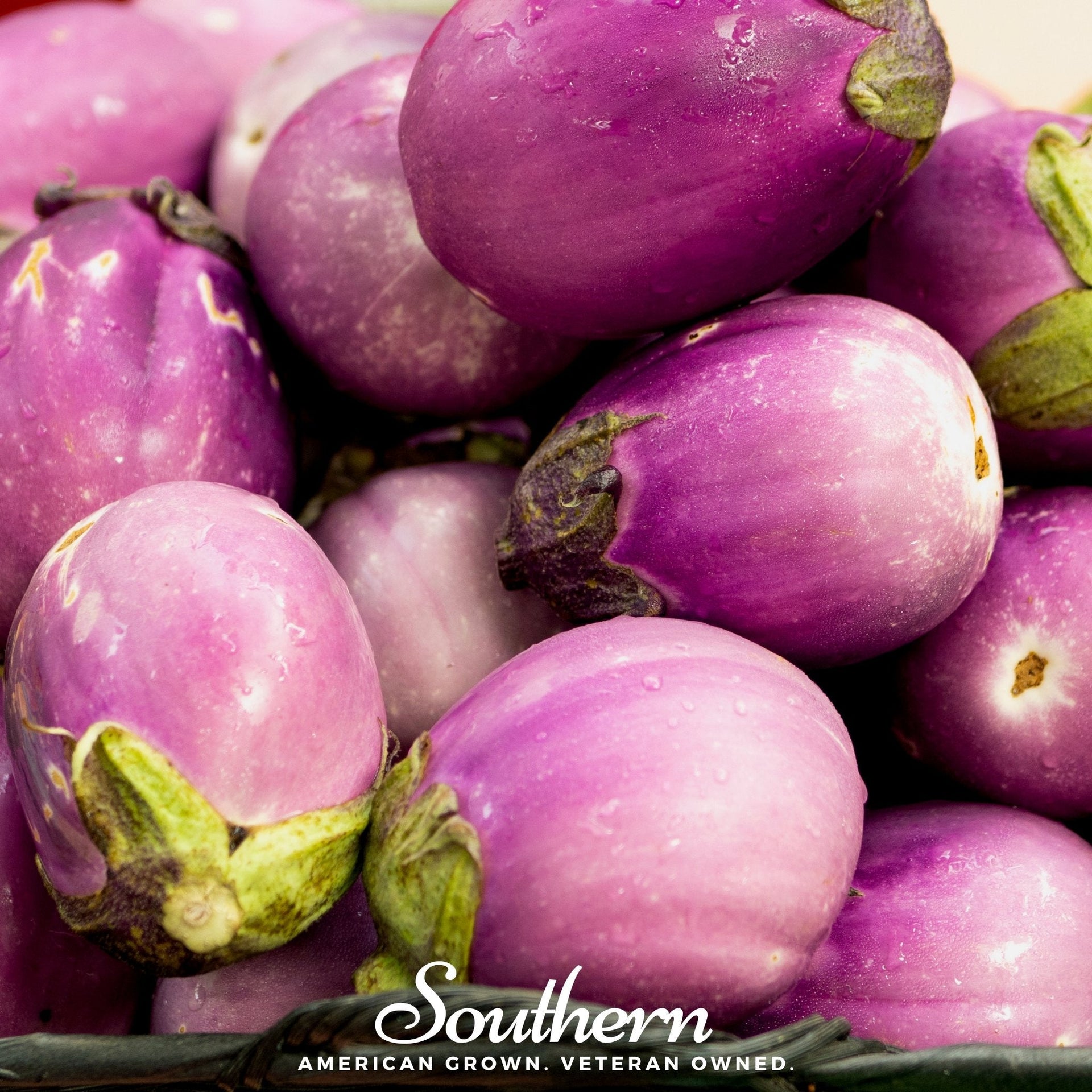 rosada seeds Eggplant, Rosa Bianca (Solanum melongena) - 100 Seeds