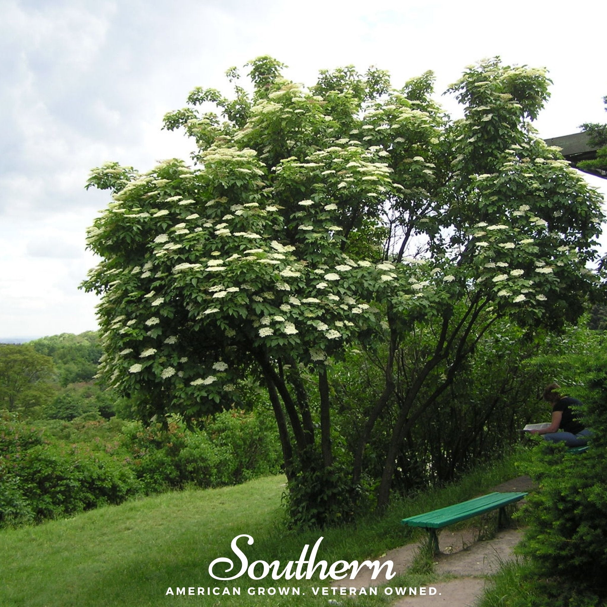 200+ Elderberry Seeds (Sambucus Nigra) – Heirloom, Organic, 2024 Harvest