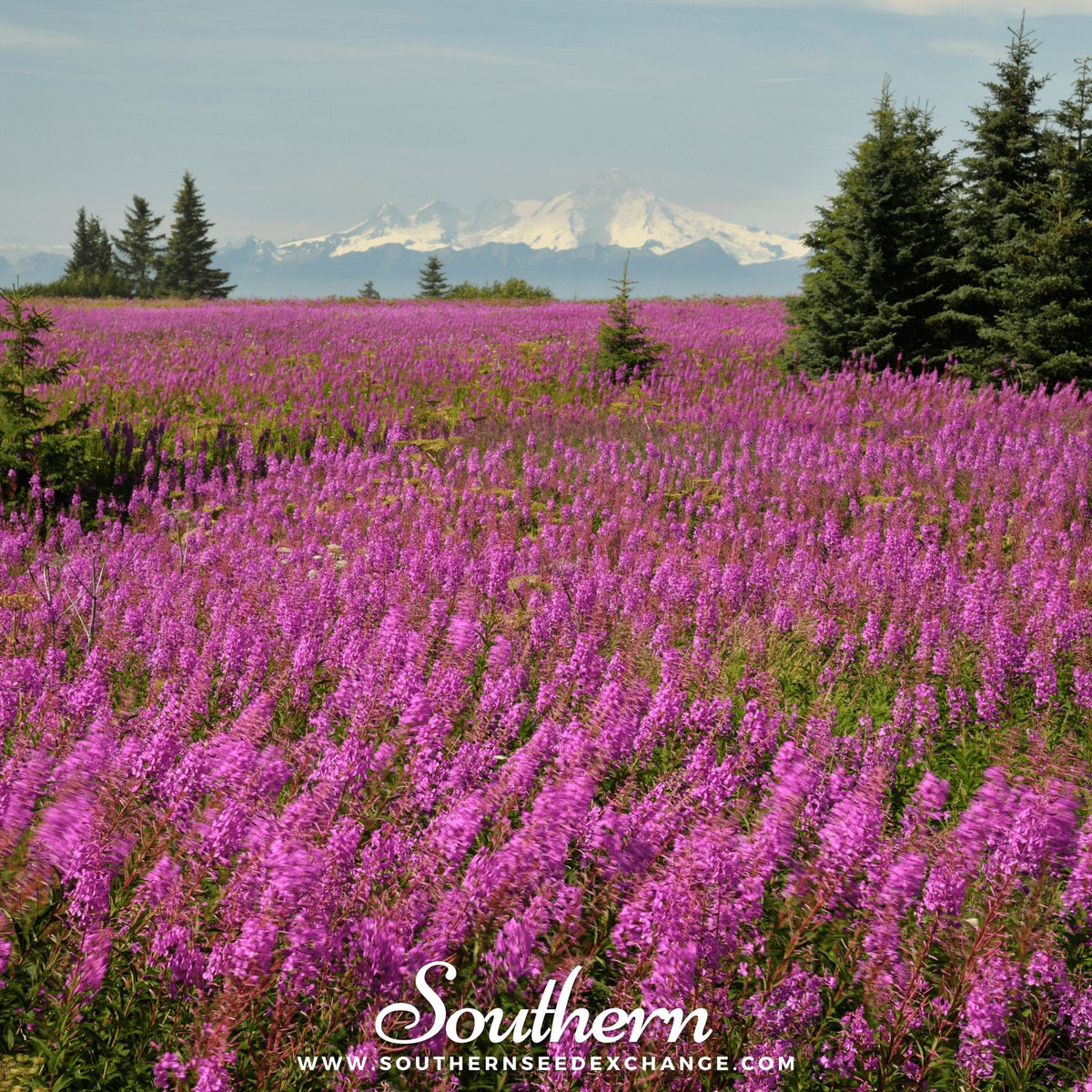 Fireweed - Willowherb (Epilobium angustifolium) - 100 Seeds - Seed ...