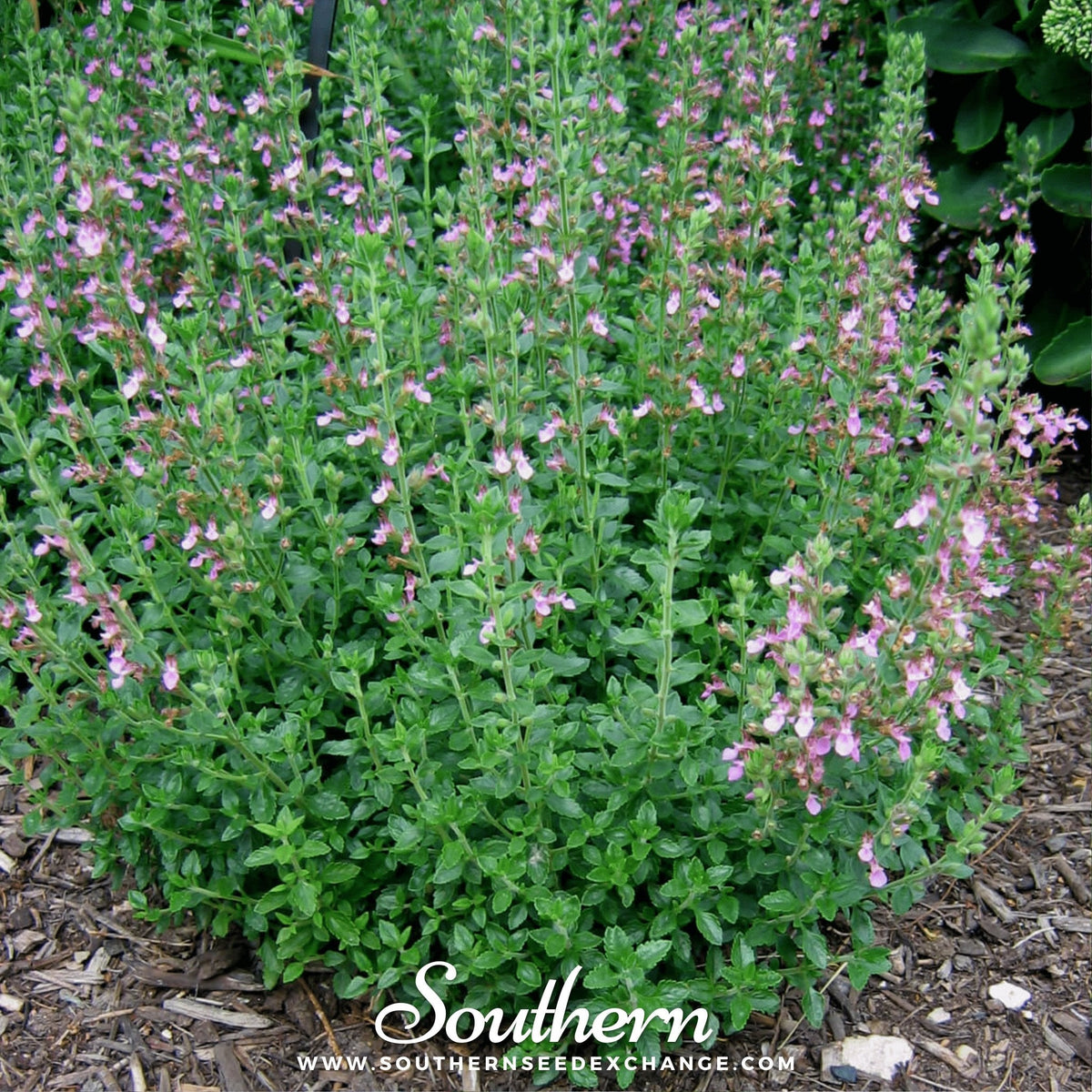Germander, Wall (Teucrium Chamaedris) - 25 Seeds - Seed Therapy ...