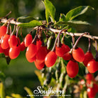 Goji Berry - Wolfberry (Lycium barbarum) - 50 Seeds | Seed Therapy – Heirloom Garden Seeds