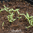 Goji Berry - Wolfberry (Lycium barbarum) - 50 Seeds | Seed Therapy – Heirloom Garden Seeds
