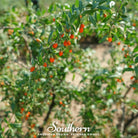 Goji Berry - Wolfberry (Lycium barbarum) - 50 Seeds | Seed Therapy – Heirloom Garden Seeds