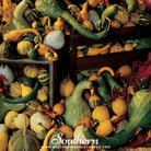 Gourd, Large & Small Mix (Corcurbita Pepo) - 20 Seeds | Seed Therapy – Heirloom Garden Seeds