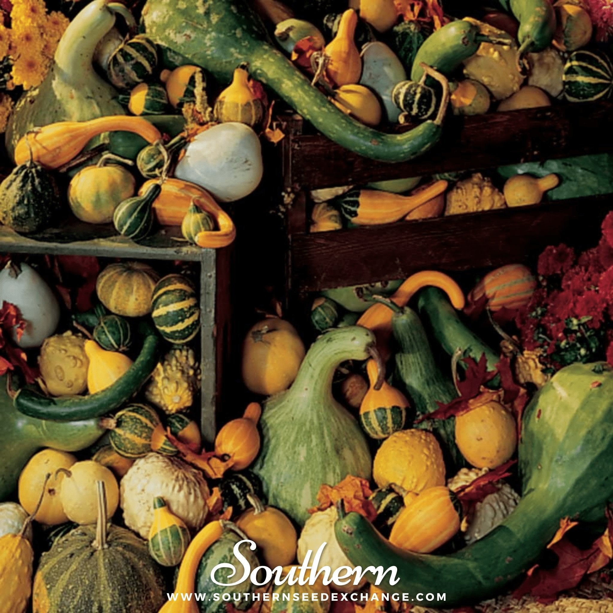 Gourd, Large & Small Mix (Corcurbita Pepo) - 20 Seeds | Seed Therapy – Heirloom Garden Seeds
