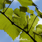 Grapes, Wine - (Vitis vinifera) - 35 Seeds | Seed Therapy – Heirloom Garden Seeds