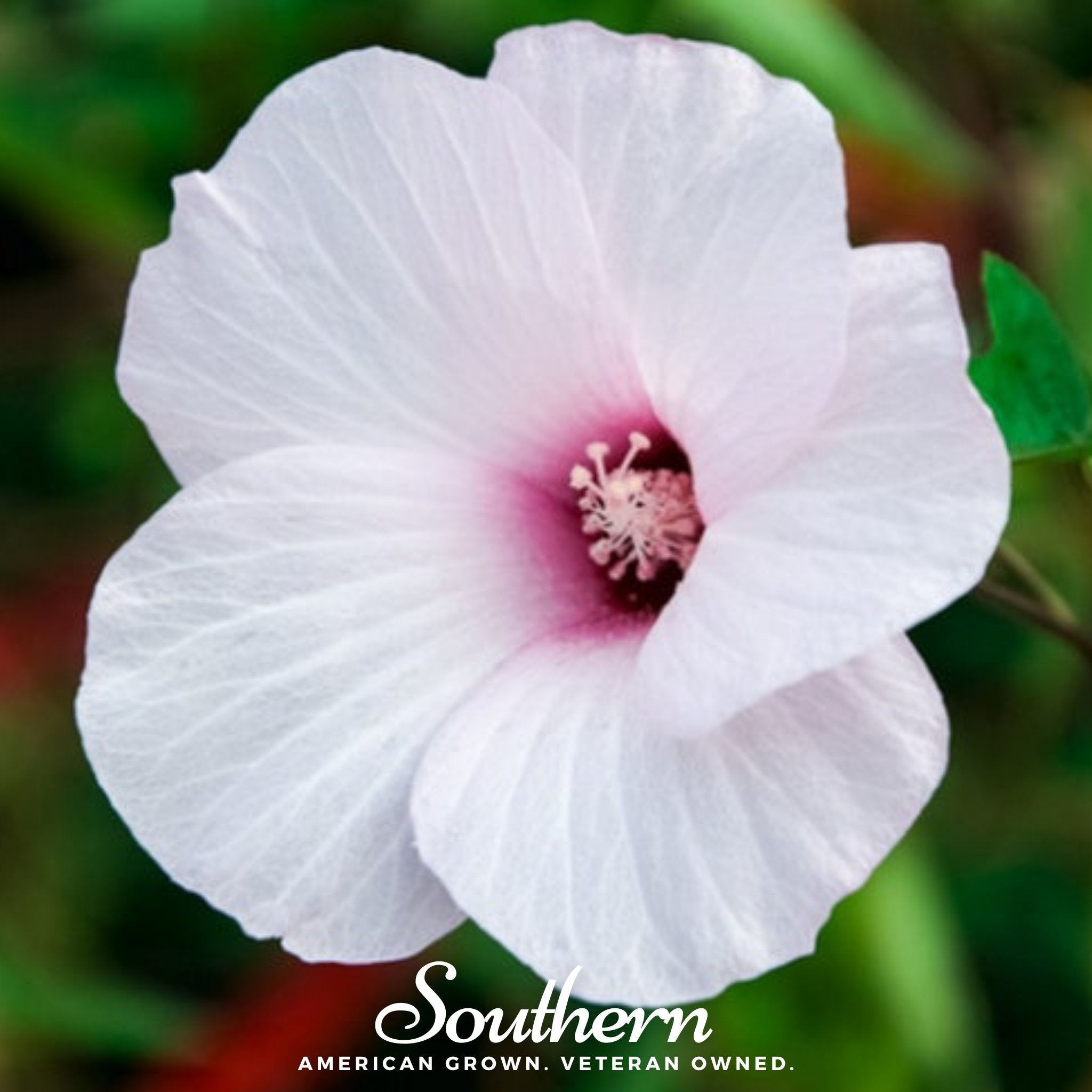 hibiscus tea plant seeds Rose Mallow Hibiscus – 25 Seeds