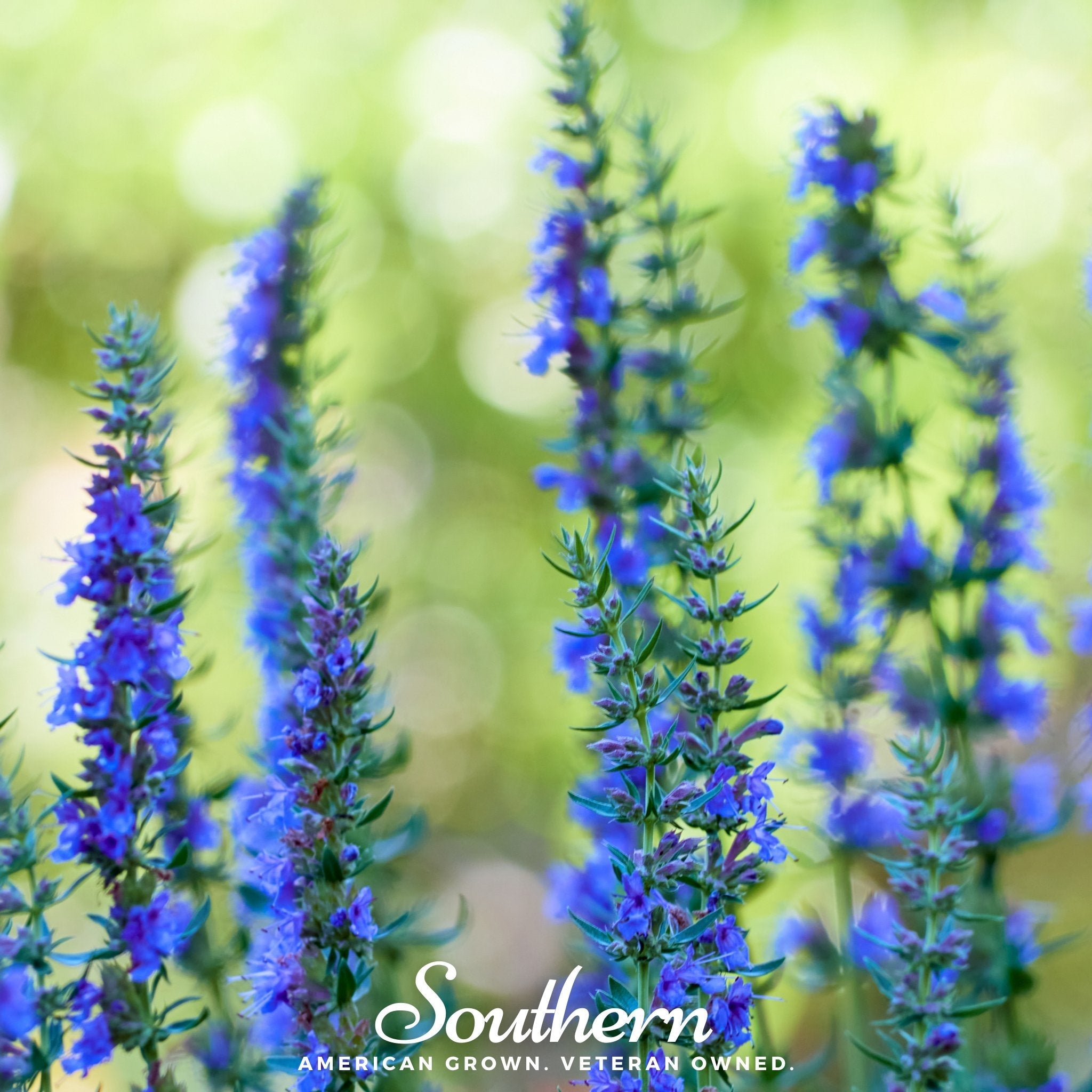 Hyssop, Blue (Hyssopus officinalis) - 200 Seeds - Seed Therapy