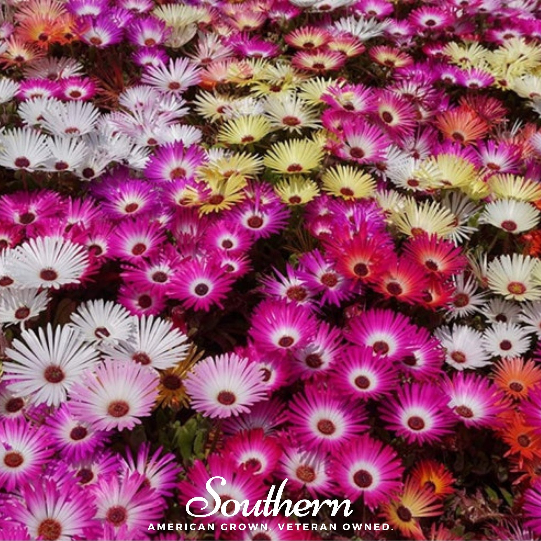 ice plant seeds for sale Ice Plant Mix – 200 Seeds