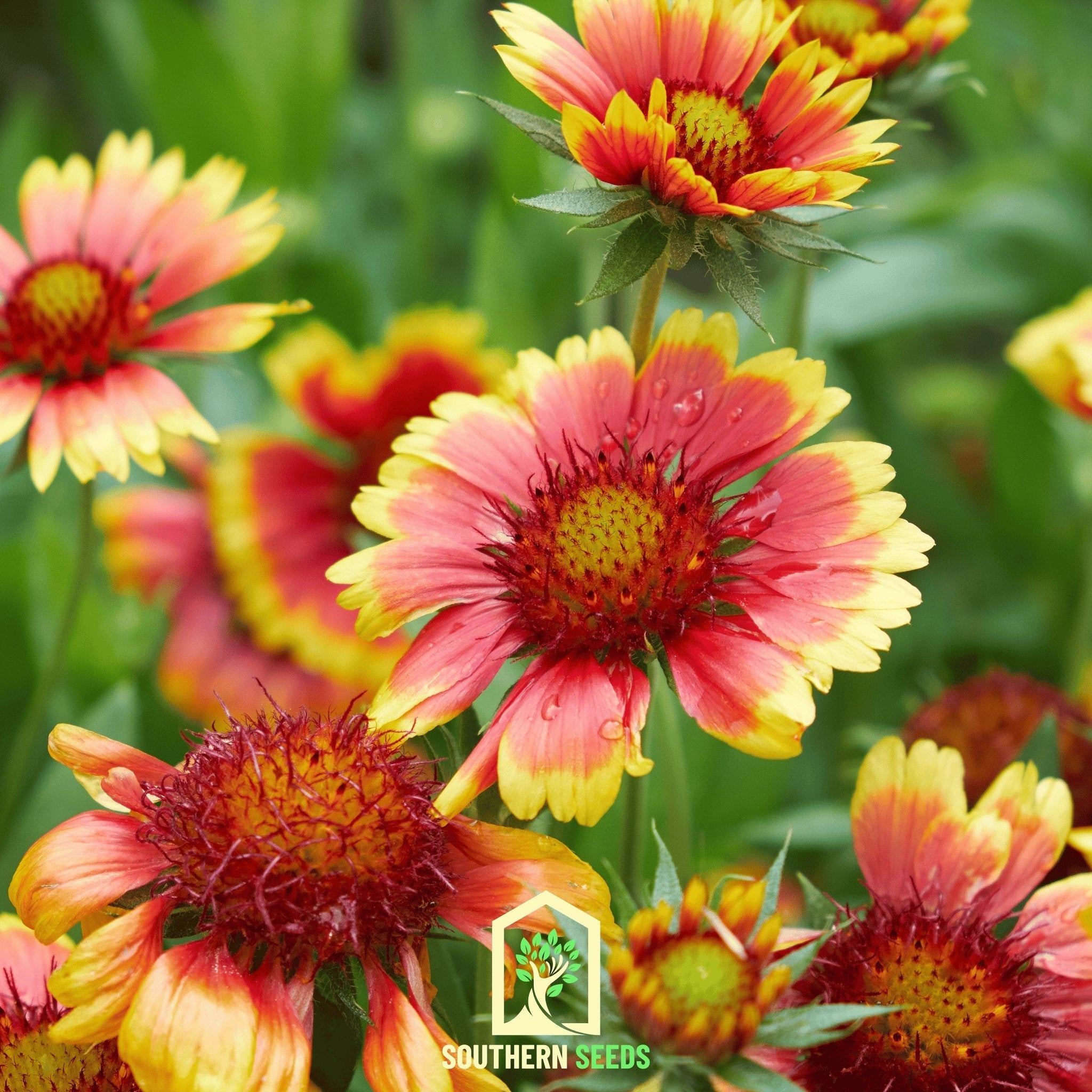 Indian Blanket - Firewheel (Gaillardia pulchella) - 200 Seeds | Seed Therapy – Heirloom Garden Seeds