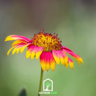 Indian Blanket - Firewheel (Gaillardia pulchella) - 200 Seeds | Seed Therapy – Heirloom Garden Seeds