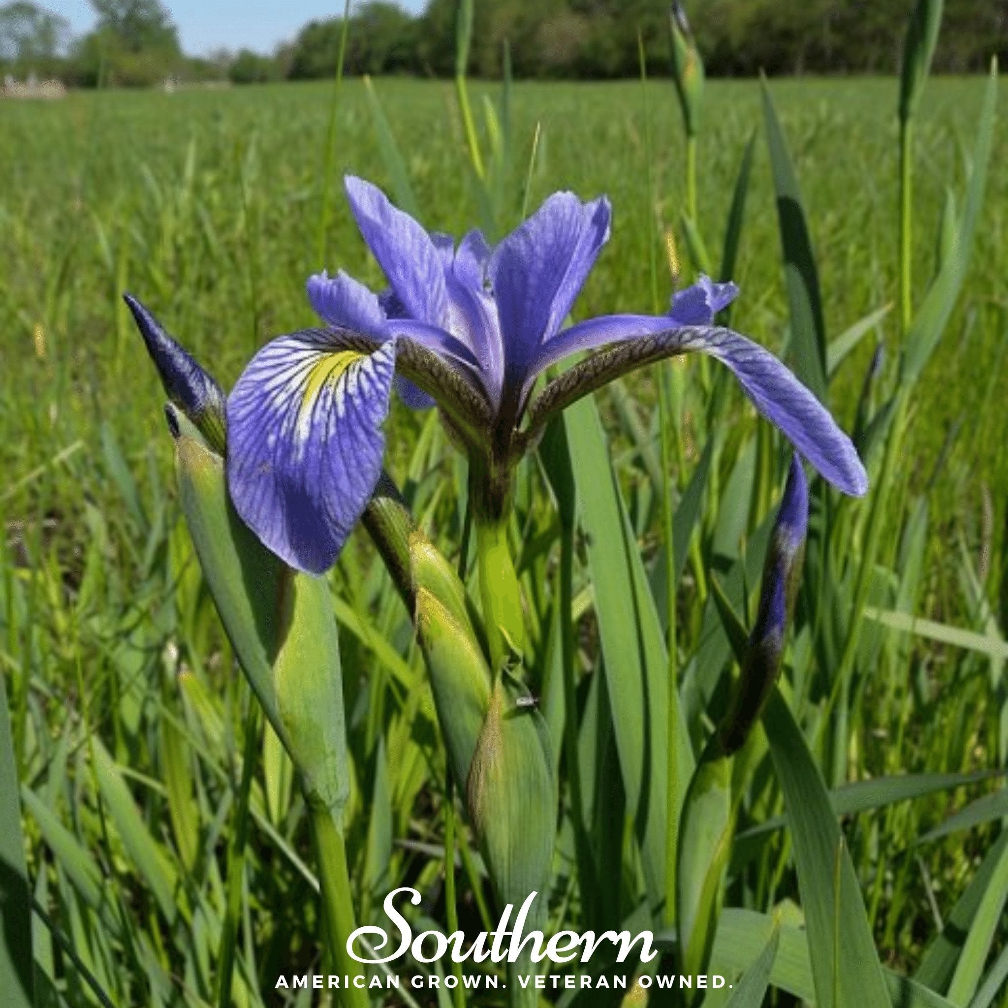 Iris, Northern Blue Flag (Iris versicolor) - 25 Seeds | Seed Therapy – Heirloom Garden Seeds