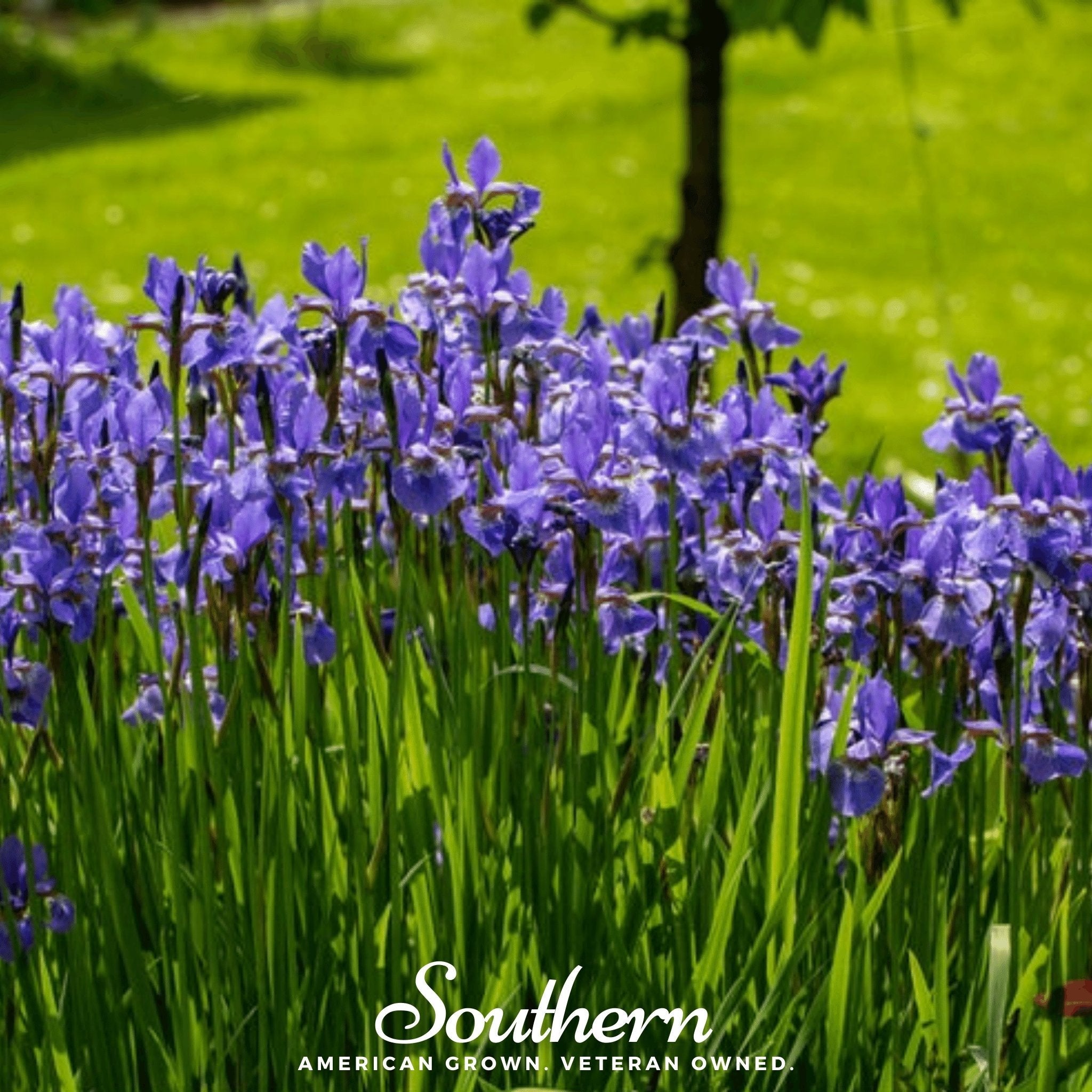 Iris, Northern Blue Flag (Iris versicolor) - 25 Seeds seed packet from Seed Therapy – American - grown, heirloom seeds