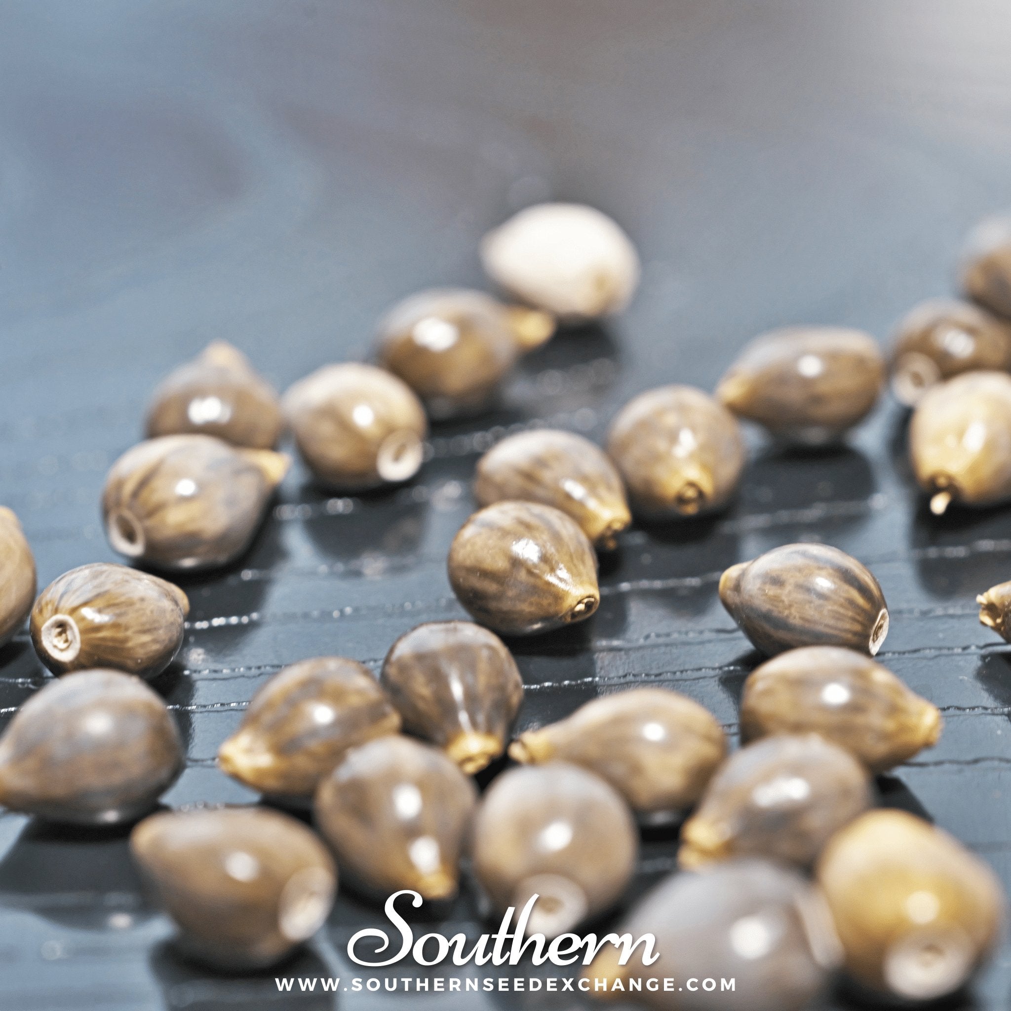 小物 SEED Job's Tears (Coix Lacryma-jobi) - 10 Seeds - Seed Therapy