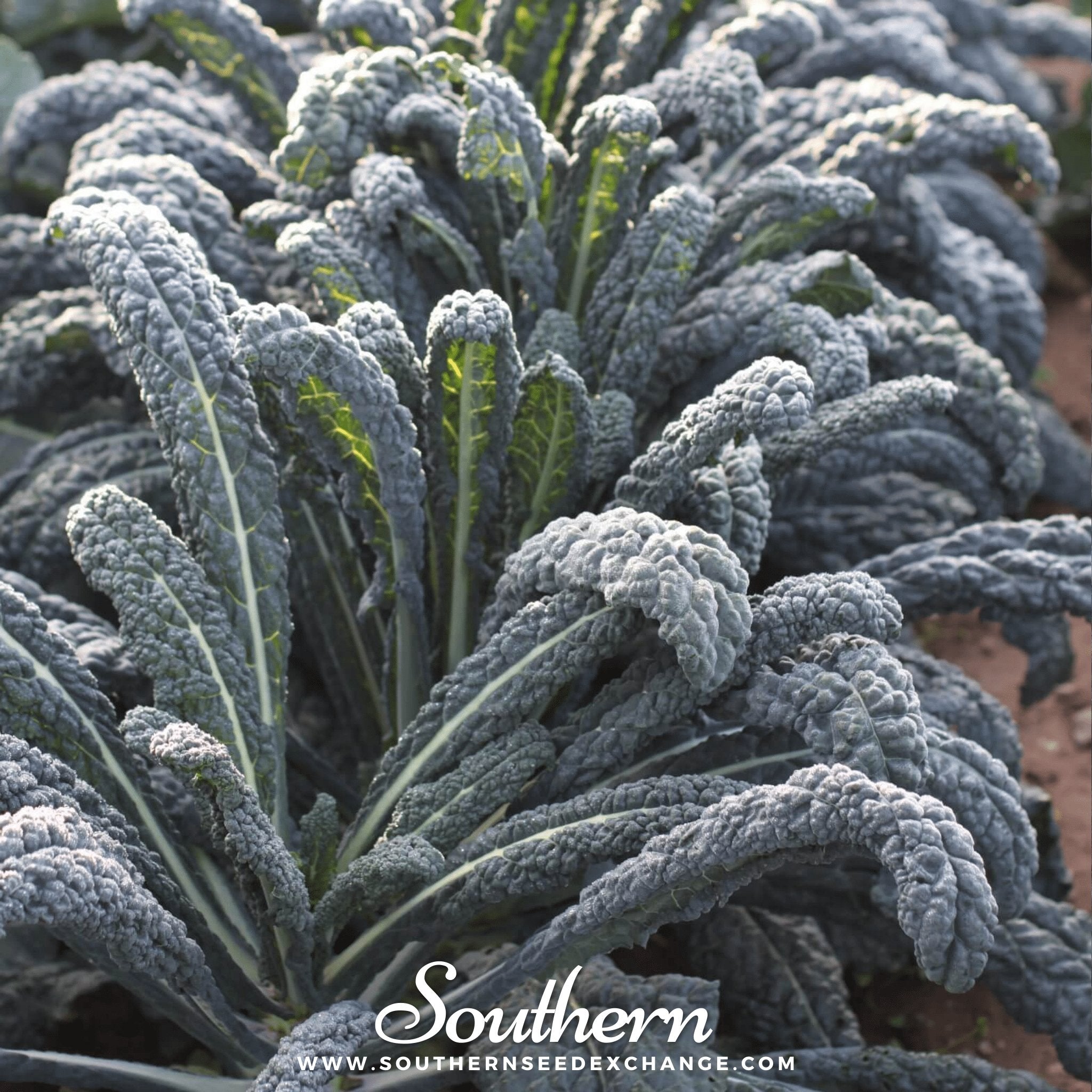 Seed Therapy Kale - Thumbnail 4