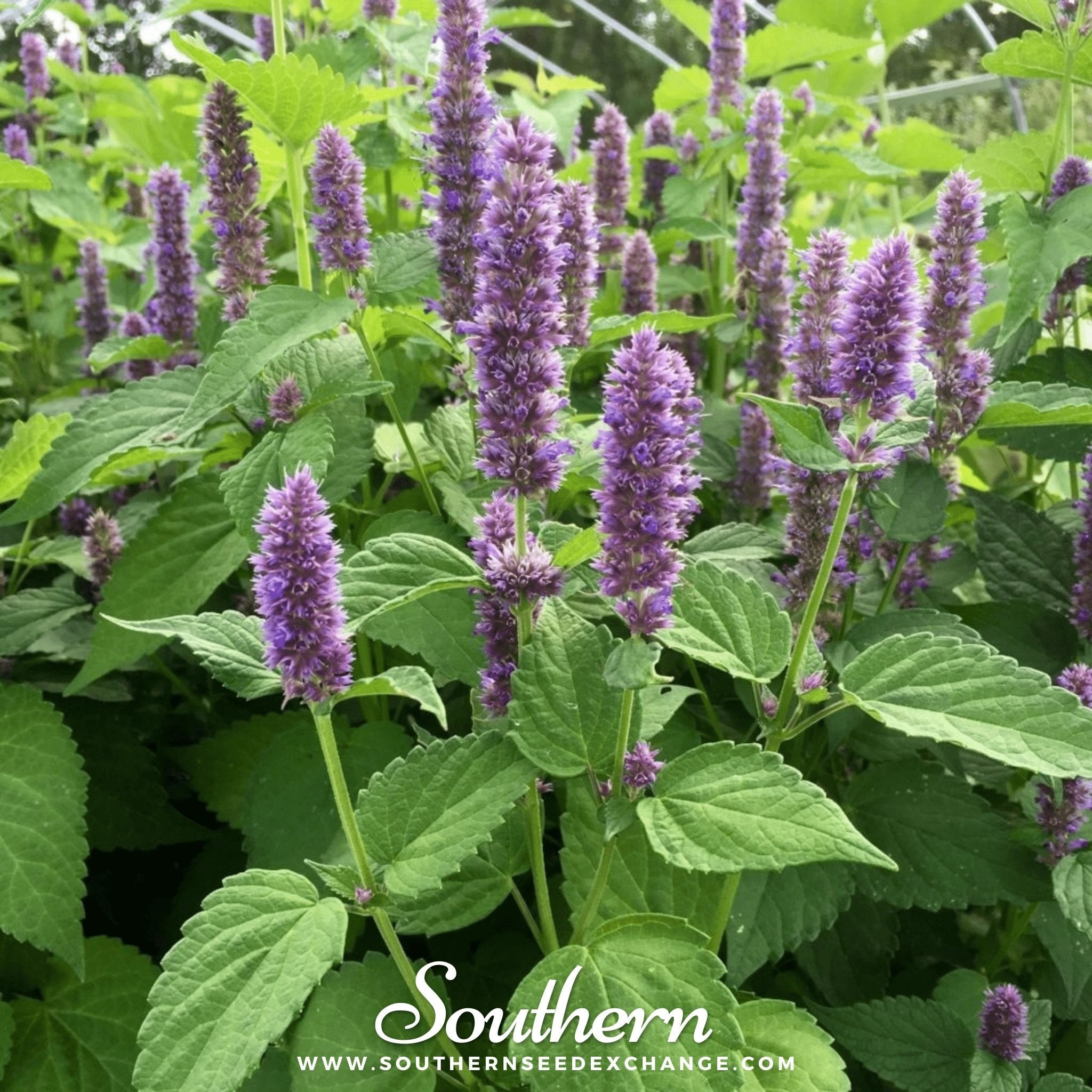 thumbnail image 2 of VibeX VXI-2 - Korean Mint Agastache Rugosa - (450 Seeds) Seed Price In 2 of 9