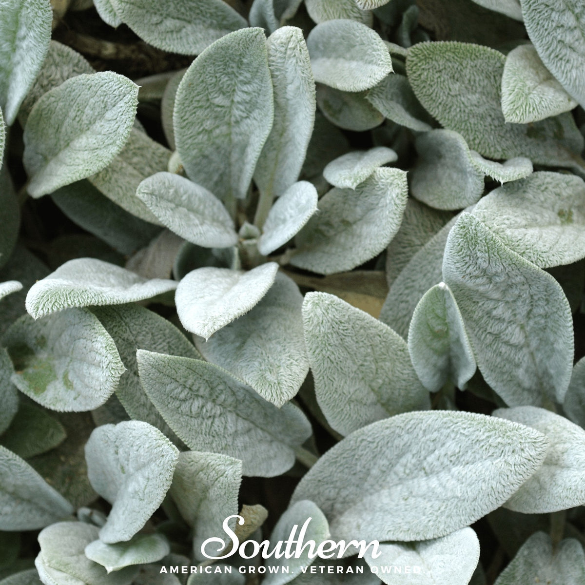 Stachys Byzantina Seeds