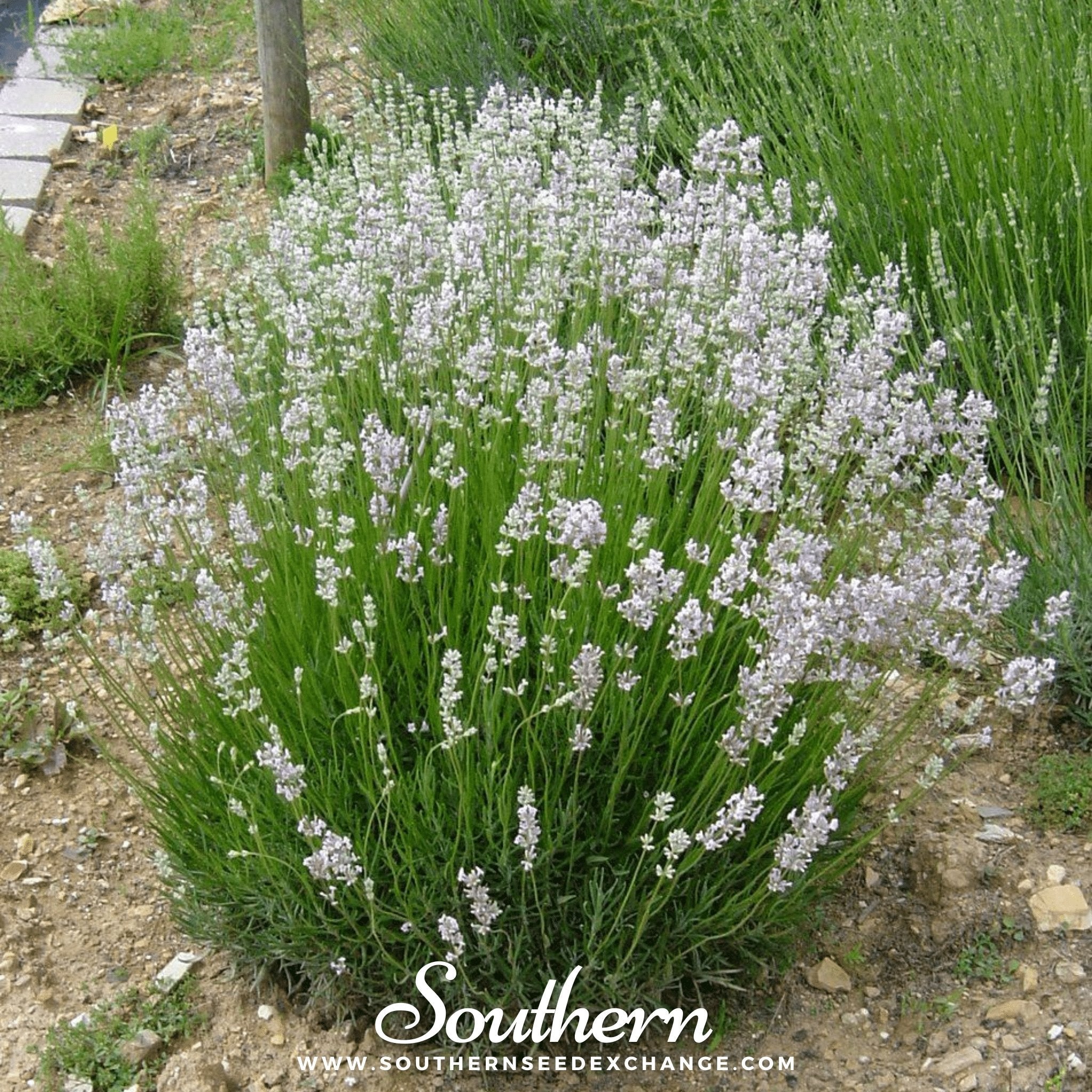pink lavender plants for sale Pink Lavender – 20 Seeds