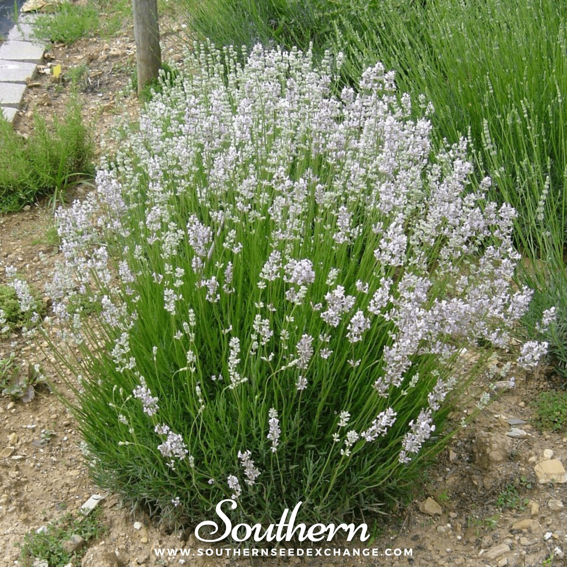 lavender rosea plants Pink Lavender – 20 Seeds