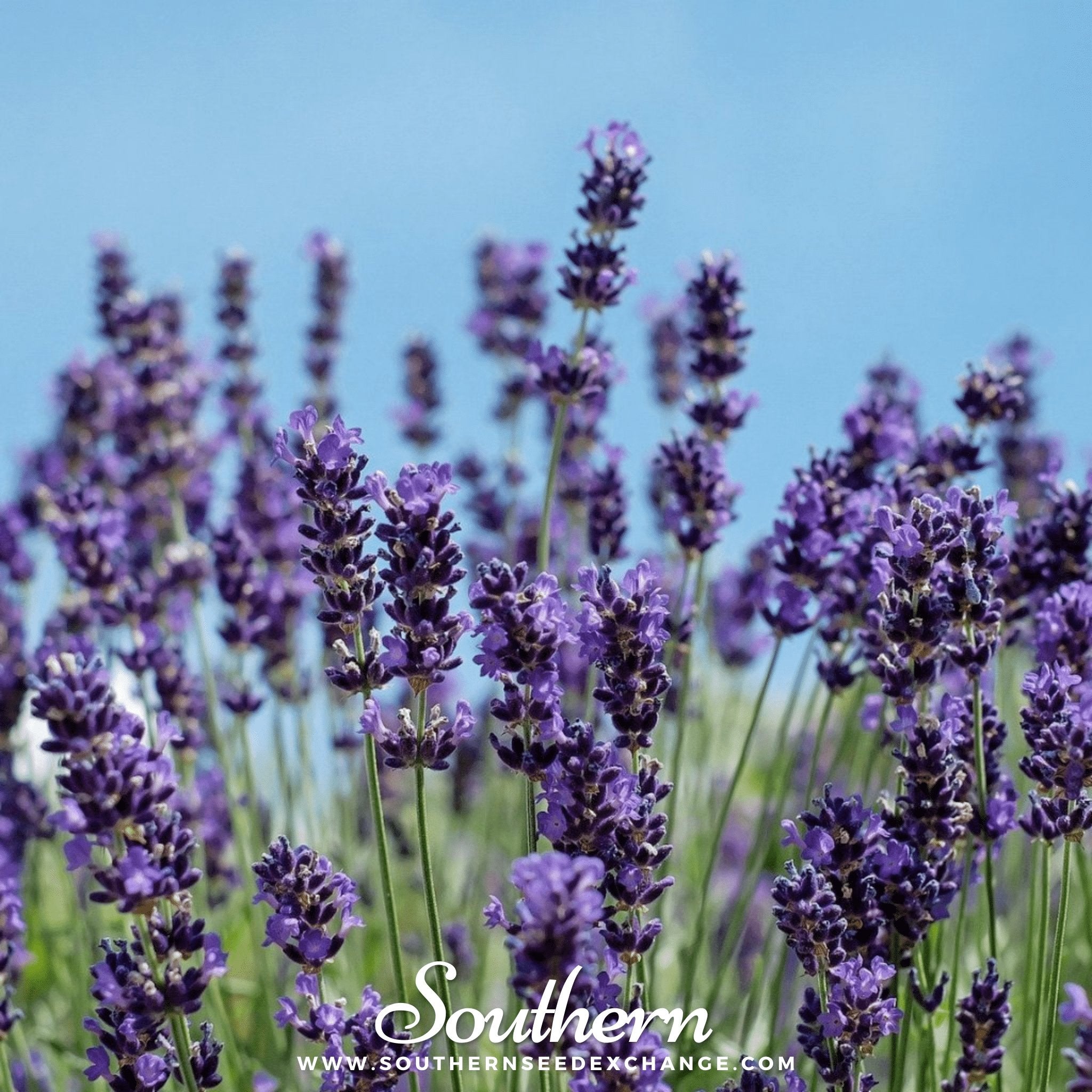 vera lavender plant Vera Lavender – 100 Seeds