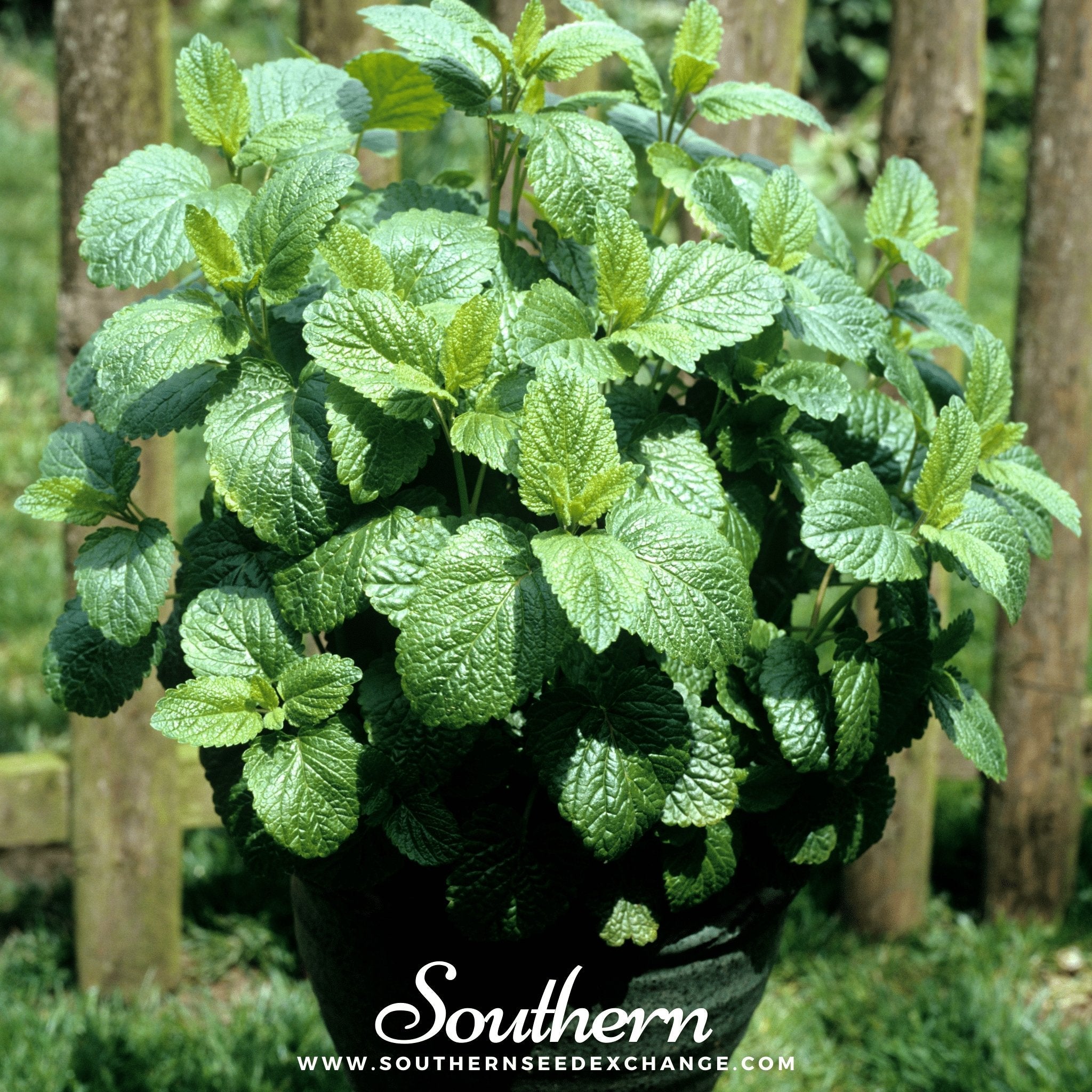 Seed Therapy Lemon Balm - Thumbnail 4