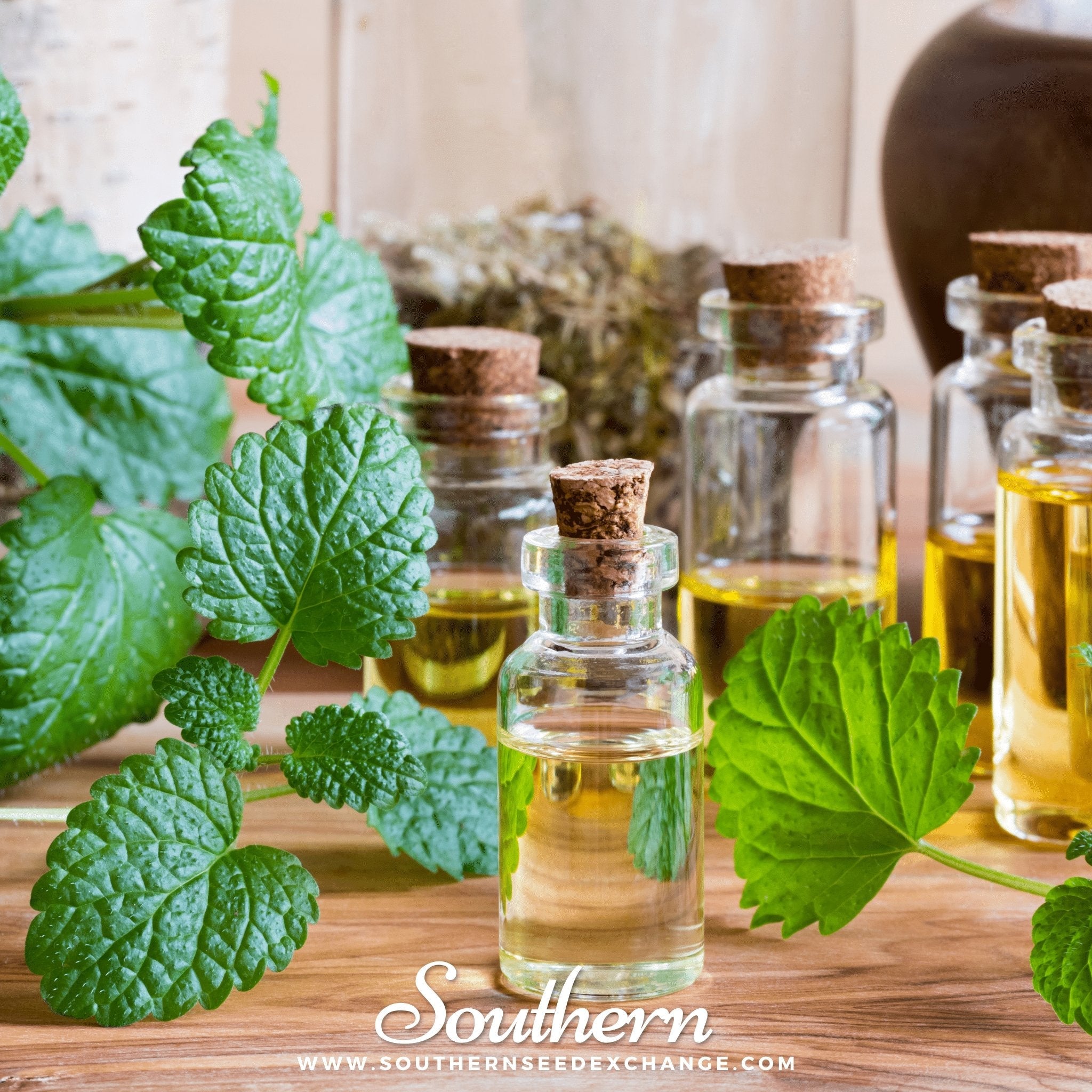 Seed Therapy Lemon Balm - Thumbnail 3