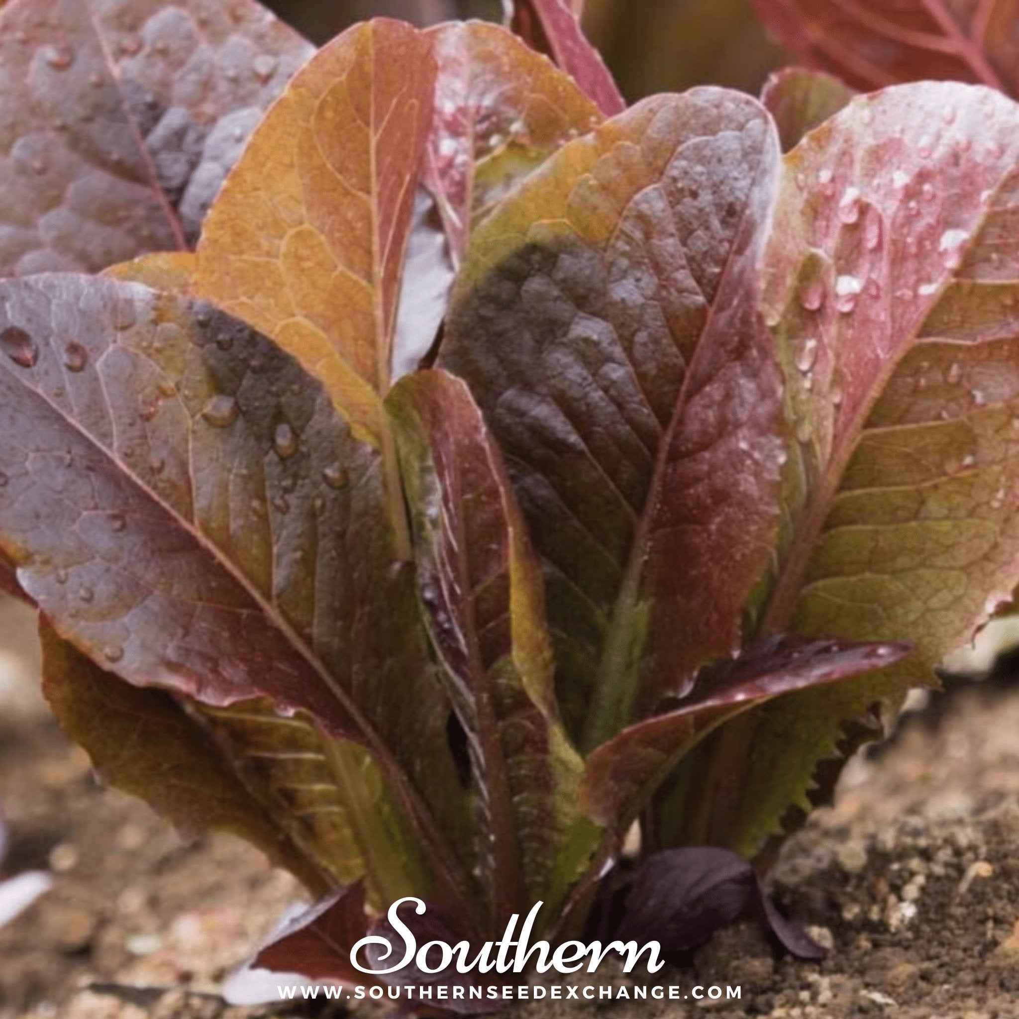 romaine lettuce seeds from plant Lettuce, Cimmaron Romaine (Lactuca sativa) - 200 Seeds