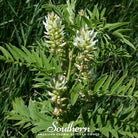 Licorice, American - Wild (Glycyrrhiza lepidota) - 40 Seeds | Seed Therapy – Heirloom Garden Seeds