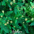 Licorice, American - Wild (Glycyrrhiza lepidota) - 40 Seeds | Seed Therapy – Heirloom Garden Seeds